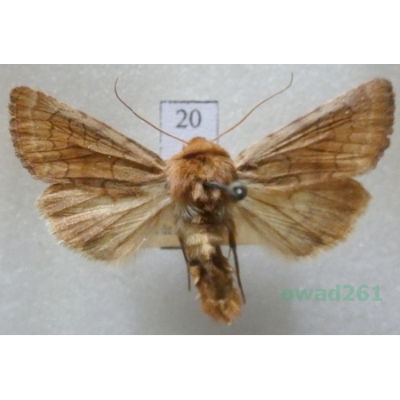 Sideridis lampra (Schawerda, 1913) Czech20